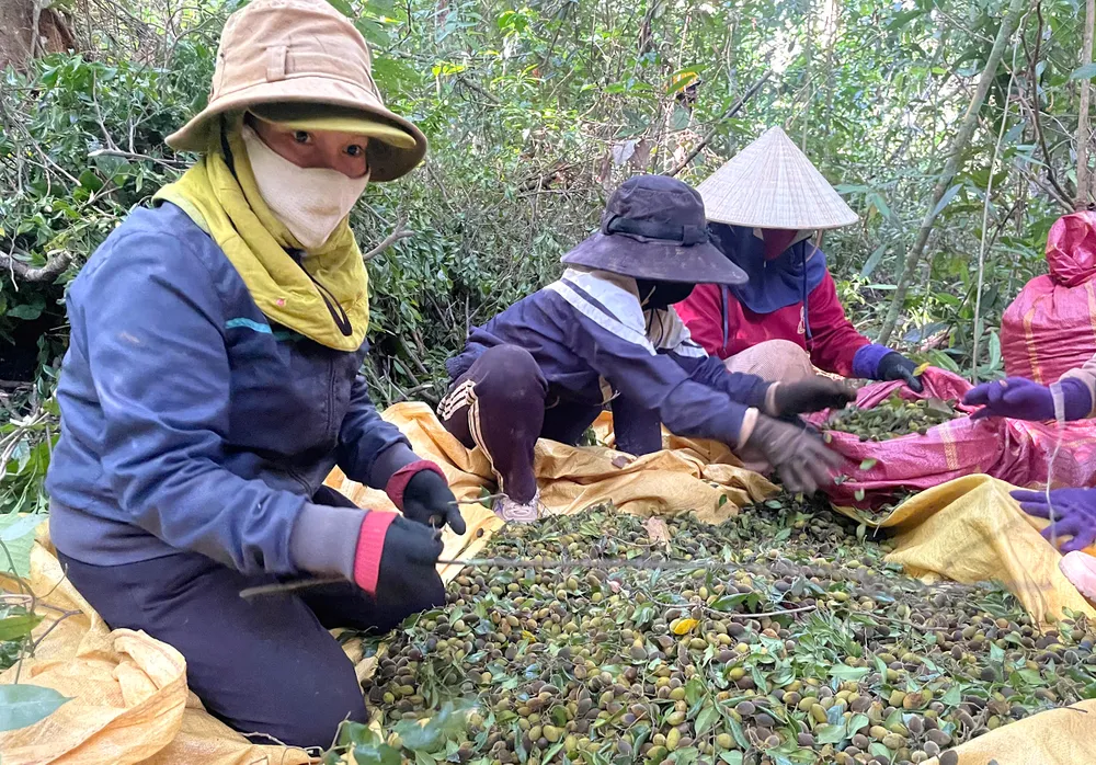 Quả xoay được người dân tách khỏi cành gff.jpeg