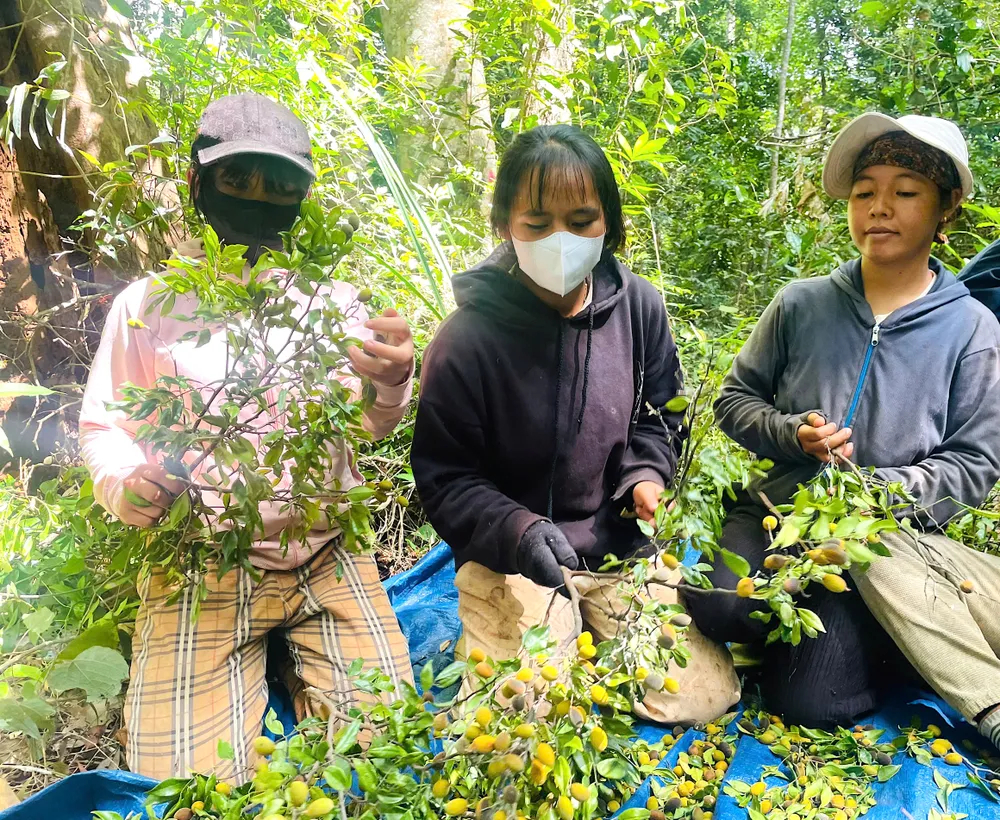 Người dân thu hoạch quả xoay gjfgd.jpeg