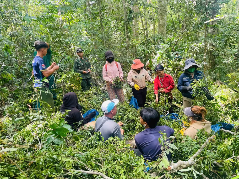 Người dân tất bật thu hoạch quả xoay hgd.jpeg