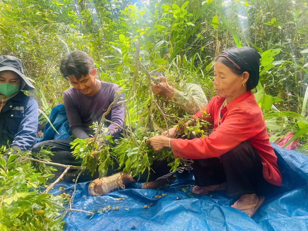 Đông đảo người dân thu hái "lộc trời" yte.jpeg