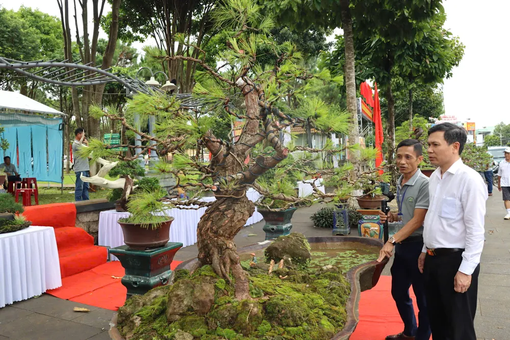 Triển lãm Nét xanh đại ngàn với nhiều loại cây cảnh quý hiếm, được nghệ nhân dành công chăm sóc, tạo dáng yhtgrf.jpeg
