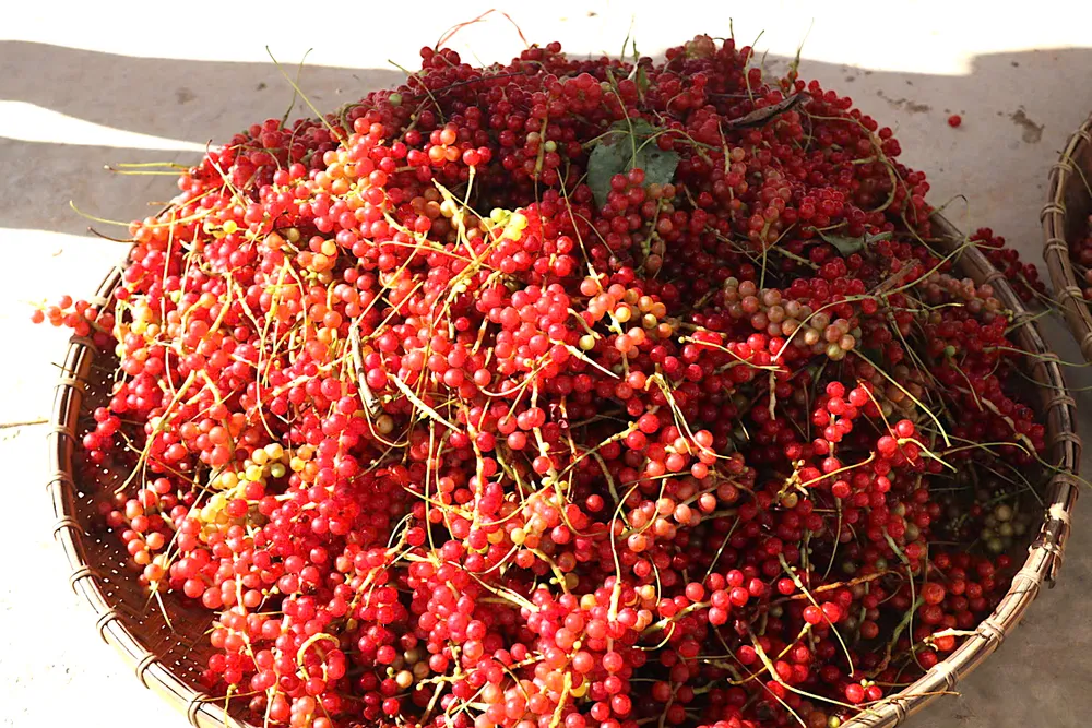 Quả ngũ vị tử chín màu đỏ a19.jpeg