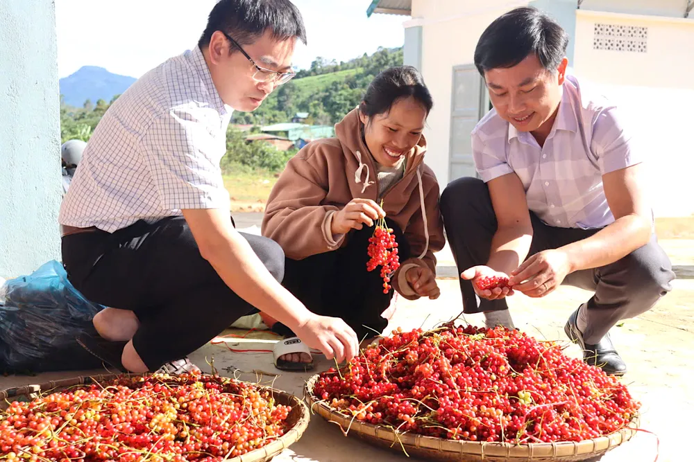 Gian hàng ngũ vị tử luôn thu hút khách a22.jpeg