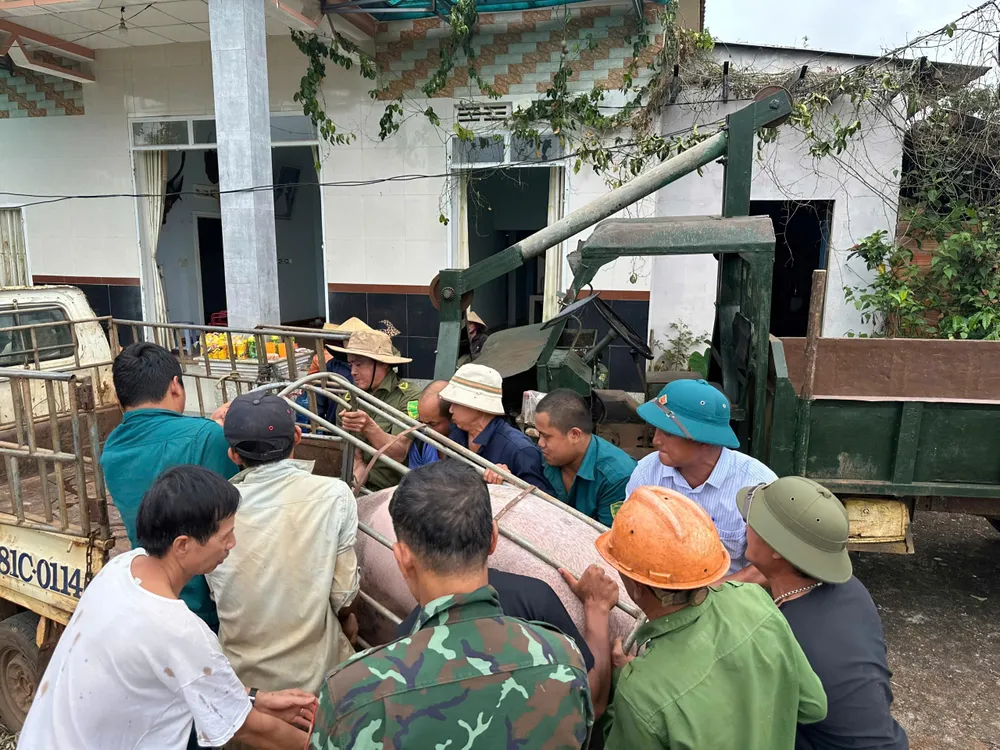 Lực lượng chức năng tham gia giúp dân di chuyển heo nuôi X1.jpeg