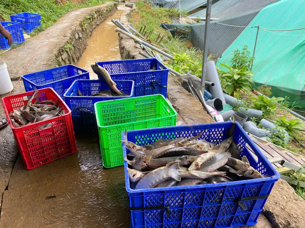 Cá tầm bị chết ndhfgs.jpeg