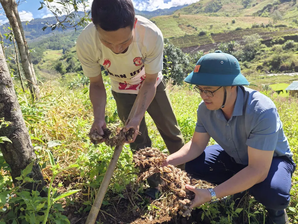 Ông Nguyễn Thanh Thủy (bên phải), Phó Chủ tịch UBND xã Đăk Sao cùng người dân kiểm tra hiệu quả mô hình liên kết trồng gừng