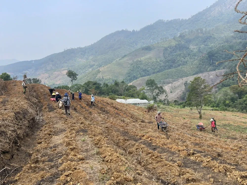 Bà con Xơ Đăng liên kết trồng gừng xuất khẩu trên những quả đồi cao..jpg