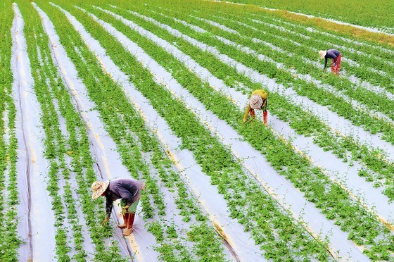 Central Vietnam embraces OCOP scheme ảnh 1