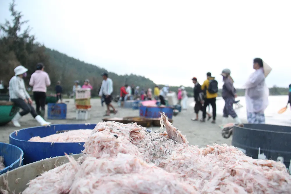 Ngư dân Đà Nẵng trúng đậm mùa ruốc biển ảnh 6