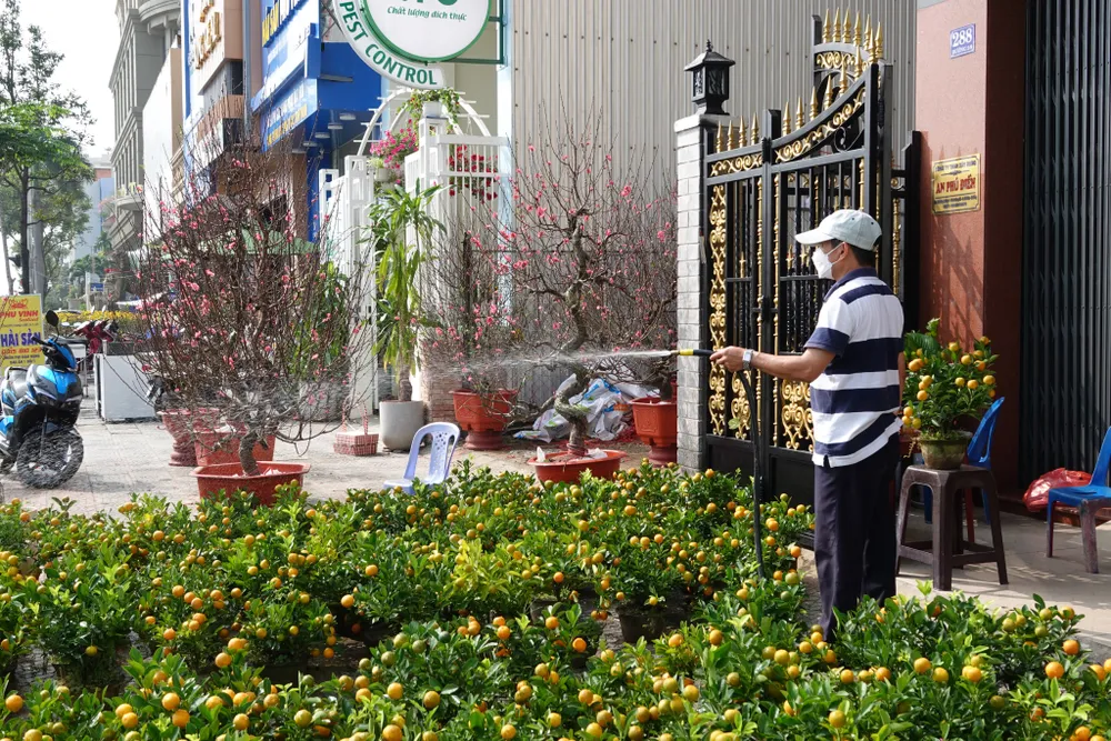 Chợ hoa Đà Nẵng ngày cận Tết: giá tăng nhẹ, tấp nập bán mua ảnh 4