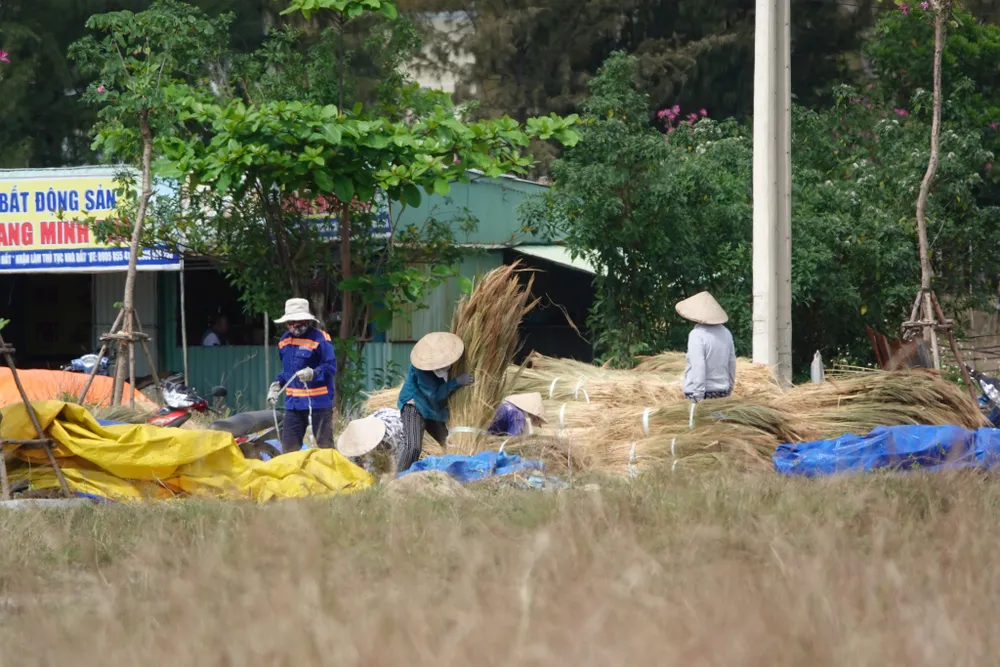 Đà Nẵng ngày đầu trở lại làm việc sau nghỉ tết ảnh 8