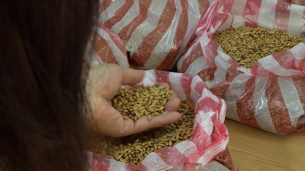 Cận cảnh hạt &quot;Kim sương&quot;. Ảnh: XUÂN QUỲNH