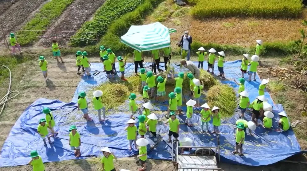 Khối Tiểu học trường Tiểu học – THCS Đức Trí thu hoạch lúa