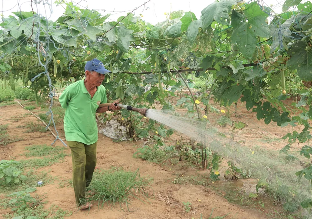 Ông Phan Ngọc Phu đang tưới nước cho cây. Ảnh: XUÂN QUỲNH