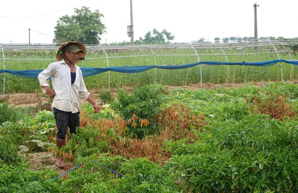 Vườn rau của ông Lê Hồng Việt chỗ xanh chỗ vàng. Ảnh: XUÂN QUỲNH