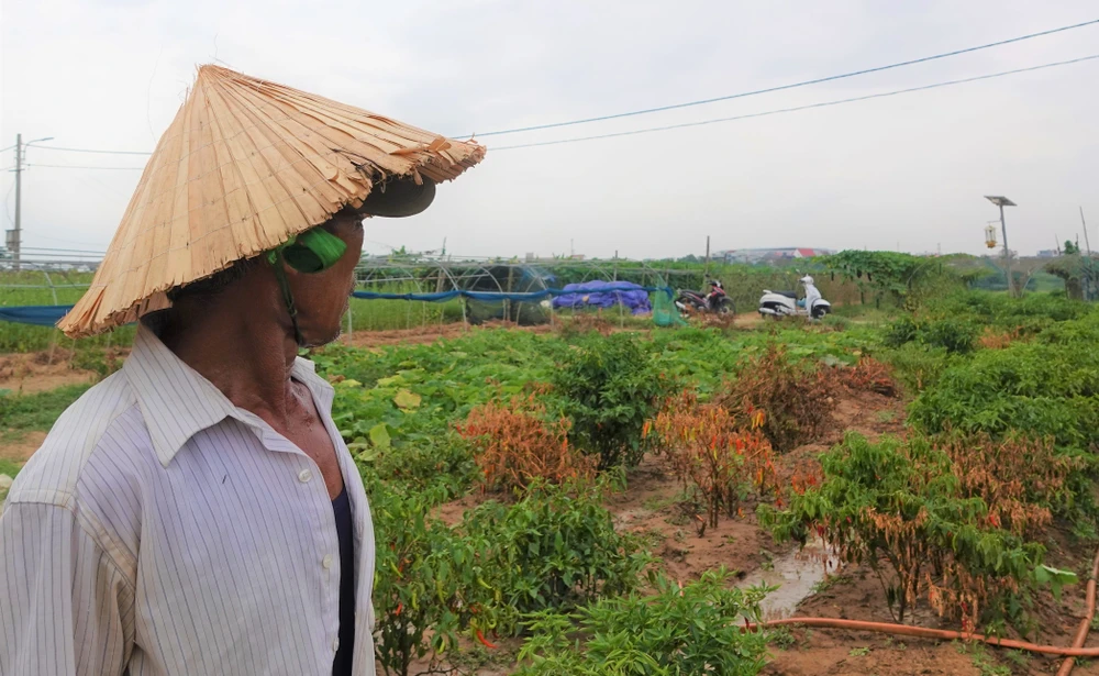 Ông Lê Hồng Việt đau đáu nhìn mấy cây ớt mới trồng bị chết cháy. Ảnh: XUÂN QUỲNH