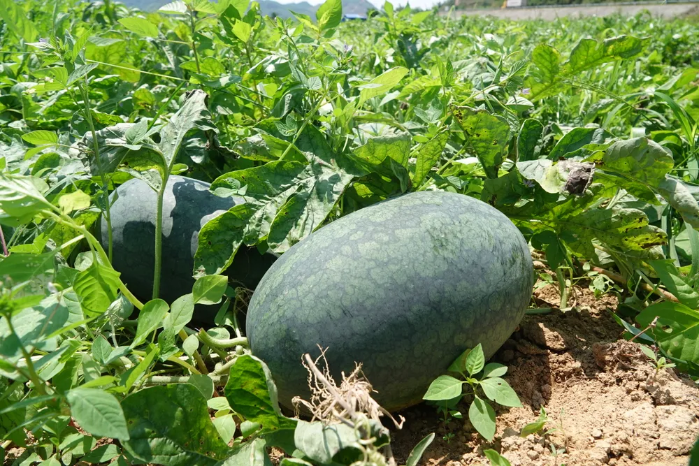 Dưa hấu tại vườn. Ảnh: XUÂN QUỲNH Dưa hấu tại vườn. Ảnh: XUÂN QUỲNH