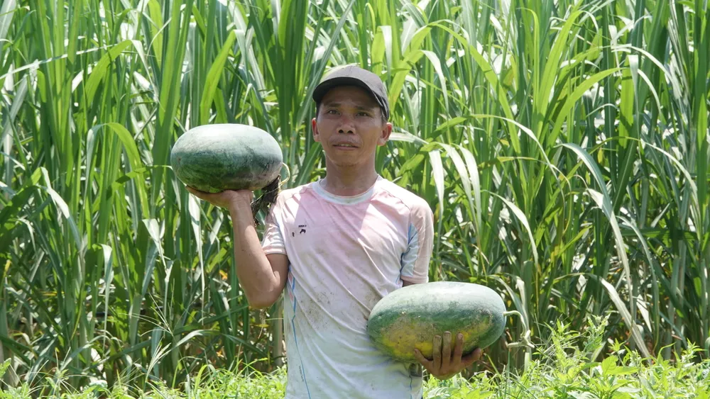 Dưa hấu năm nay to, đều nên thương lái đặt mua nhiều. Ảnh: XUÂN QUỲNH Dưa hấu năm nay to, đều nên thương lái đặt mua nhiều. Ảnh: XUÂN QUỲNH