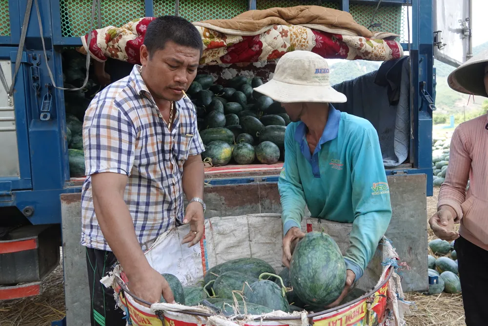 Người dân bán dưa hấu cho thương lái. Ảnh: XUÂN QUỲNH Người dân bán dưa hấu cho thương lái. Ảnh: XUÂN QUỲNH