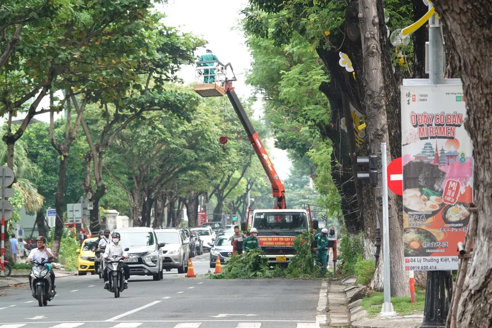 Lực lượng cây xanh triển khai cắt tỉa các cành trước mùa mưa bão. Ảnh: XUÂN QUỲNH