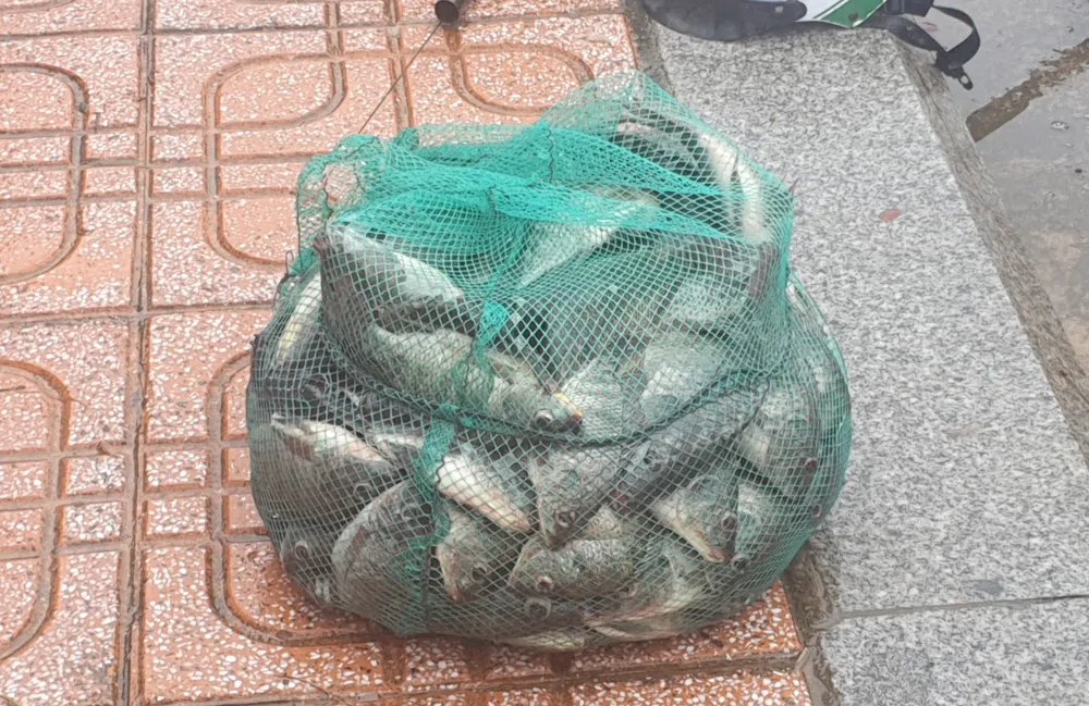 Số cá bắt được, người dân chủ yếu để ăn chứ không buôn bán. Ảnh: XUÂN QUỲNH Số cá bắt được, người dân chủ yếu để ăn chứ không buôn bán. Ảnh: XUÂN QUỲNH