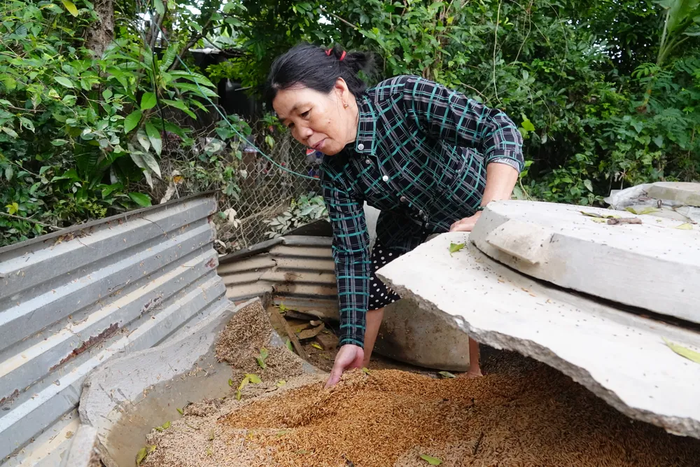 Số lúa này đủ ăn 3 đến 4 tháng. Ảnh: XUÂN QUỲNH DSC07242.JPG