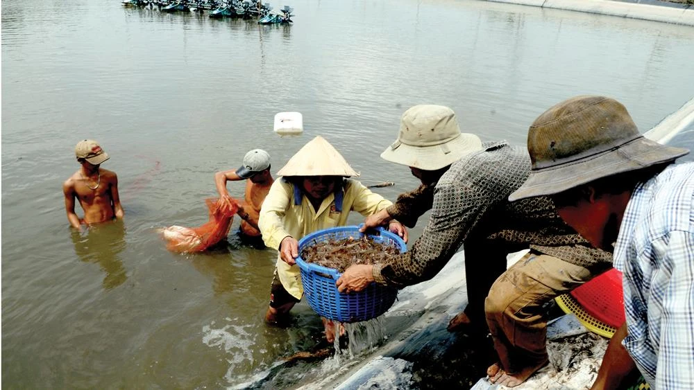 Thu hoạch tôm nuôi tại TPHCM. Ảnh: CAO THẮNG