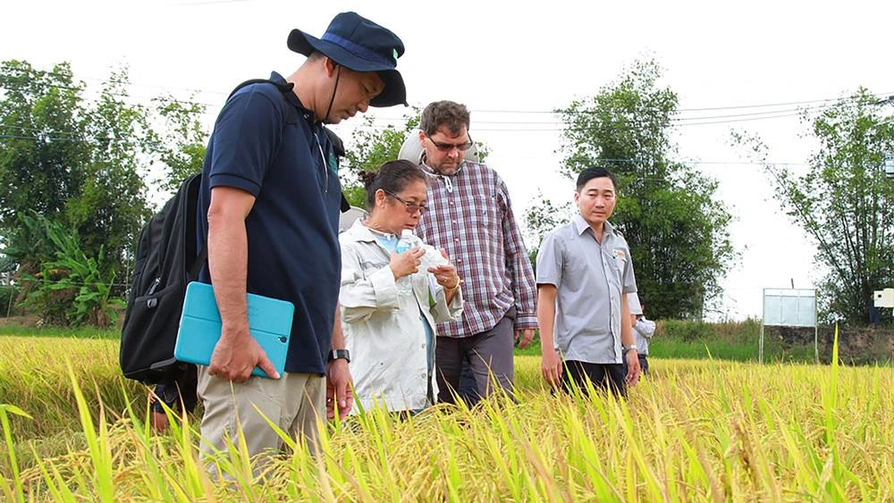 Tập đoàn Lộc Trời đưa chuyên gia nước ngoài hướng dẫn nông dân sản xuất tăng chất lượng gạo Việt