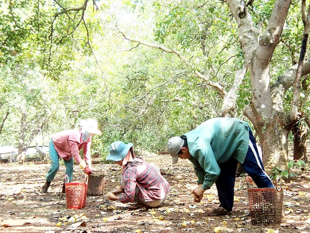 Nhiều hộ dân phải bán điều non để trả lãi suất