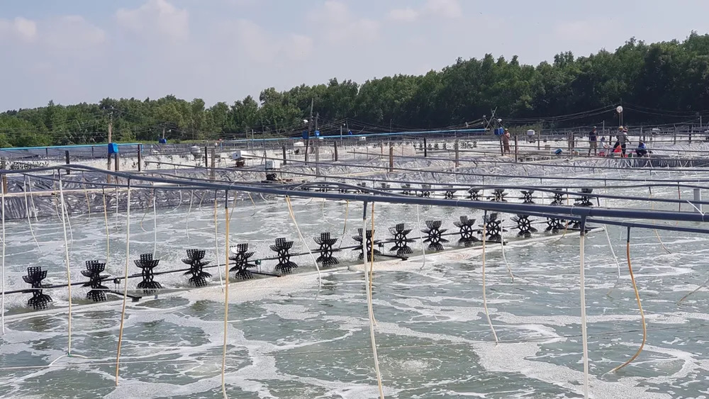 Xuất khẩu Thuỷ Sản Minh Phú đưa Tôm Việt vươn ra thế giới ảnh 2 Xuất khẩu Thuỷ Sản Minh Phú đưa Tôm Việt vươn ra thế giới ảnh 2