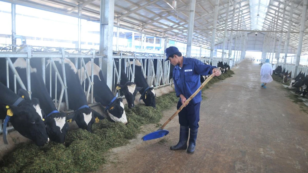 Nuôi bò sữa đạt chuẩn Organic chủ động nguồn nguyên liệu tại Vinamilk. Ảnh: CAO THĂNG