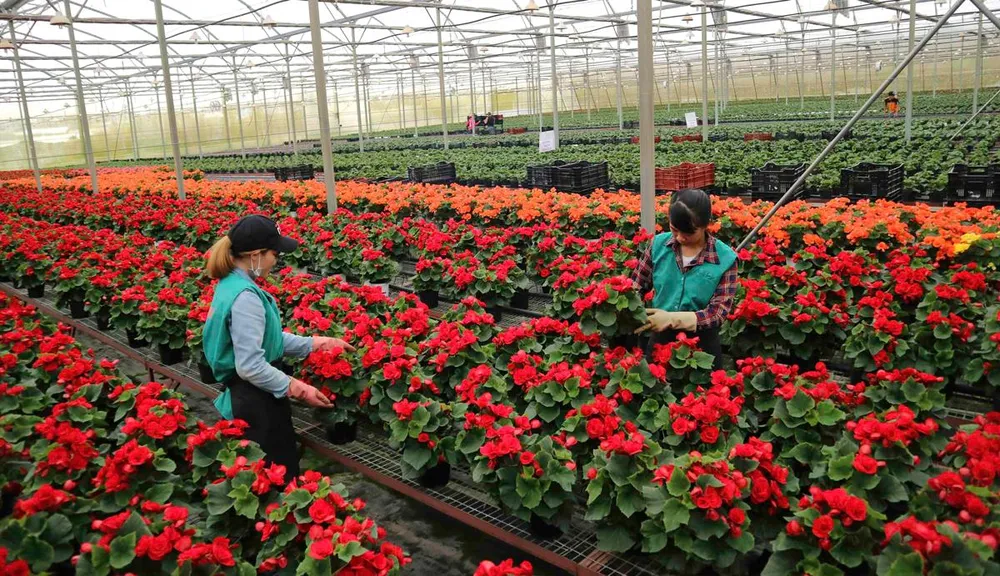 Ấn tượng nông nghiệp công nghệ cao ảnh 1 Ấn tượng nông nghiệp công nghệ cao ảnh 1