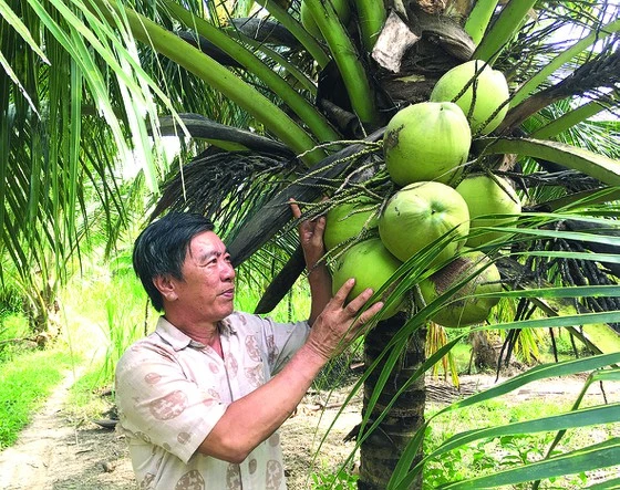 Cây dừa đem lại nguồn thu nhập chính cho nhiều người dân Bến Tre