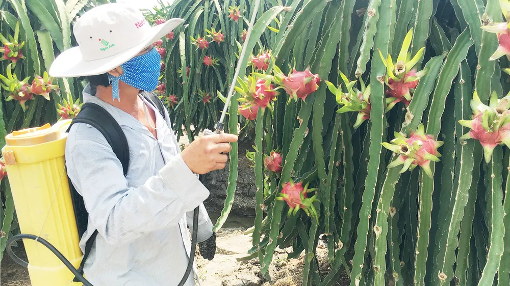 Chăm sóc thanh long, một trong những loại trái cây được người tiêu dùng các tỉnh phía Bắc ưa chuộng