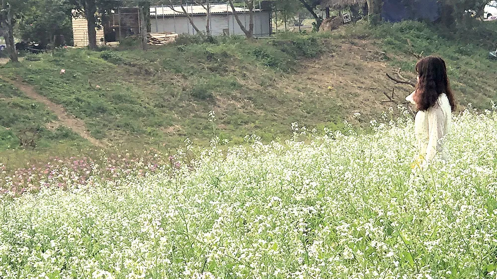 Cánh đồng hoa cải ở bãi đá sông Hồng, Hà Nội. Ảnh: H.G