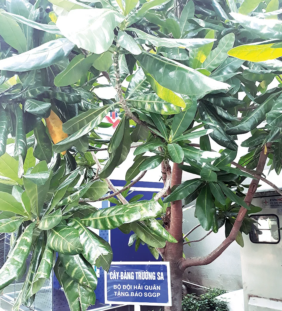 Xanh vì Trường Sa