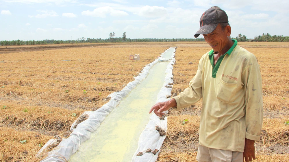 Ông Lâm Văn On (huyện Long Phú, Sóc Trăng) chuyển từ sản xuất lúa sang hoa màu bằng cách trữ nước ngọt. Ảnh: TUẤN QUANG