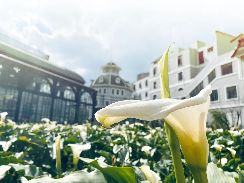 Giới trẻ ngỡ ngàng trước vẻ đẹp Fansipan mùa Xuân ảnh 3