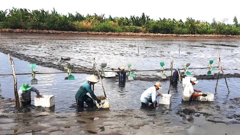 Người dân thu hoạch tôm “trả công lẫn nhau” ở vùng sâu huyện Vĩnh Thuận (Kiên Giang), qua đó thắt chặt tình làng nghĩa xóm