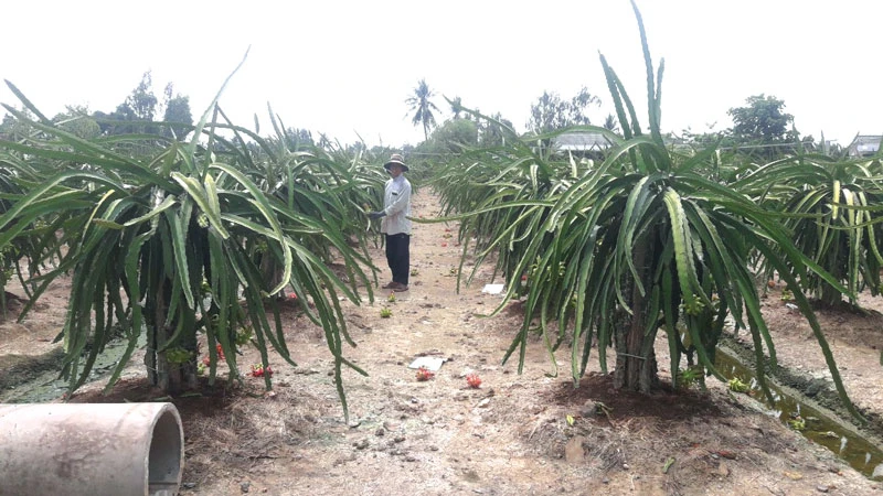 Thanh long chất lượng kém, giá thấp khiến nông dân thua lỗ