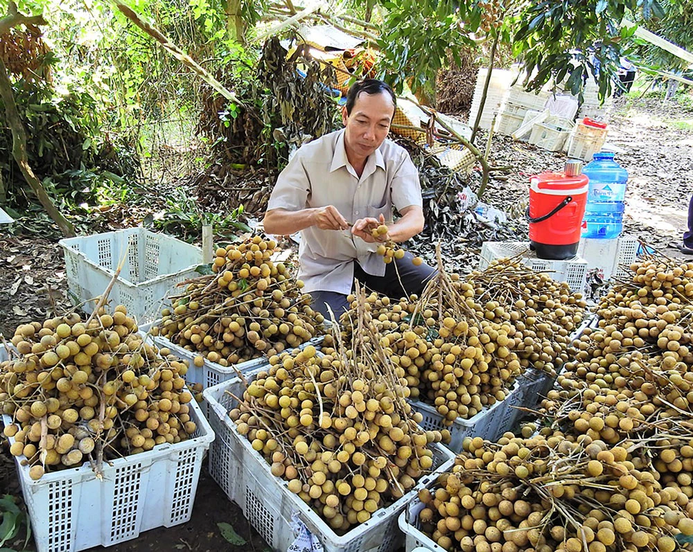 Trồng nhãn xuất khẩu, thế mạnh của huyện Châu Thành 