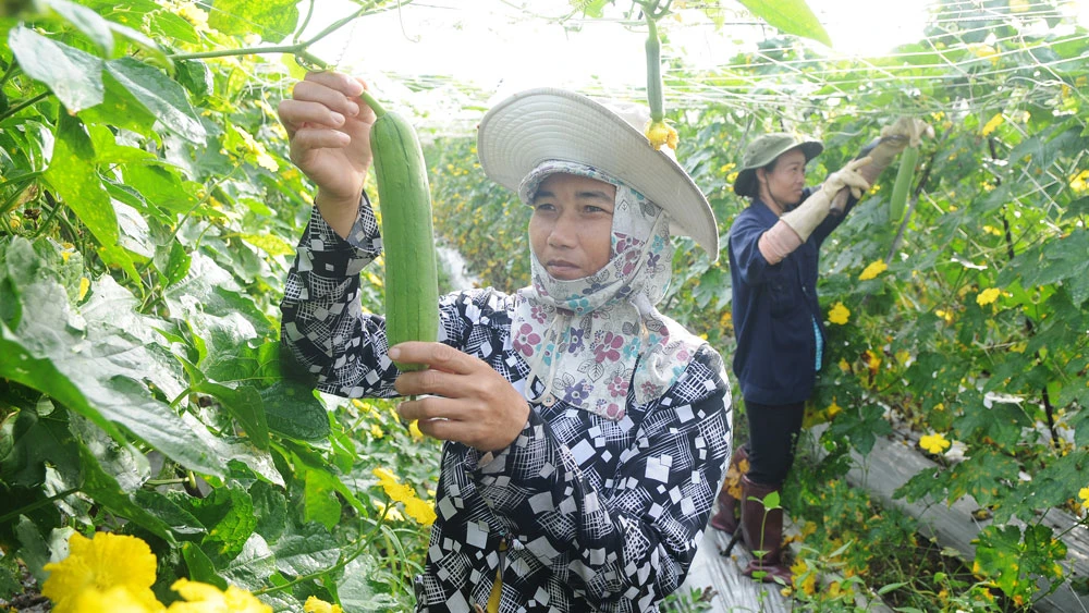 Rau, quả nước ta có nhiều lợi thế xuất khẩu sang Malaysia. Ảnh: CAO THĂNG