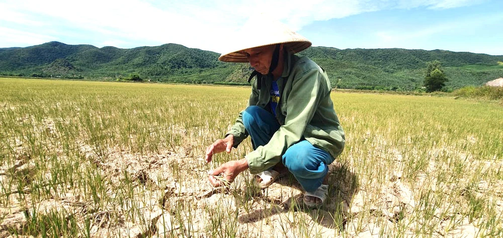 Nhiều diện tích lúa ở Quảng Bình chết cháy. Ảnh: MINH PHONG