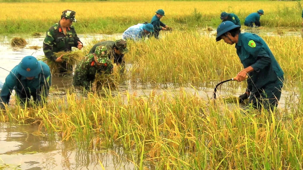 Bộ đội và lực lượng dân quân tự vệ giúp dân thu hoạch lúa bị ngập úng ở huyện Trần Văn Thời, Cà Mau