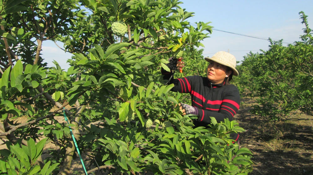 Cây mãng cầu, một đặc sản của tỉnh Tây Ninh