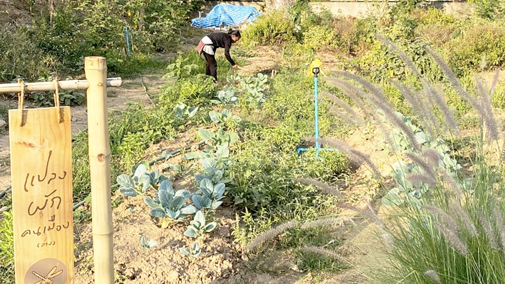 Trang trại đô thị ở Chiang Mai