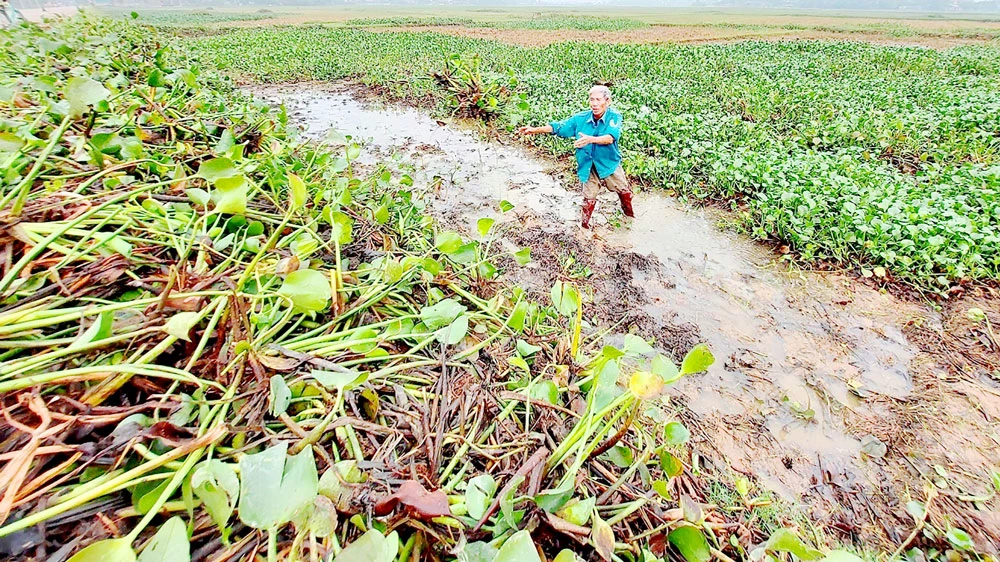 Người dân ở Thạch Hà, Hà Tĩnh dọn ruộng để sản xuất vụ xuân. Ảnh: DƯƠNG QUANG