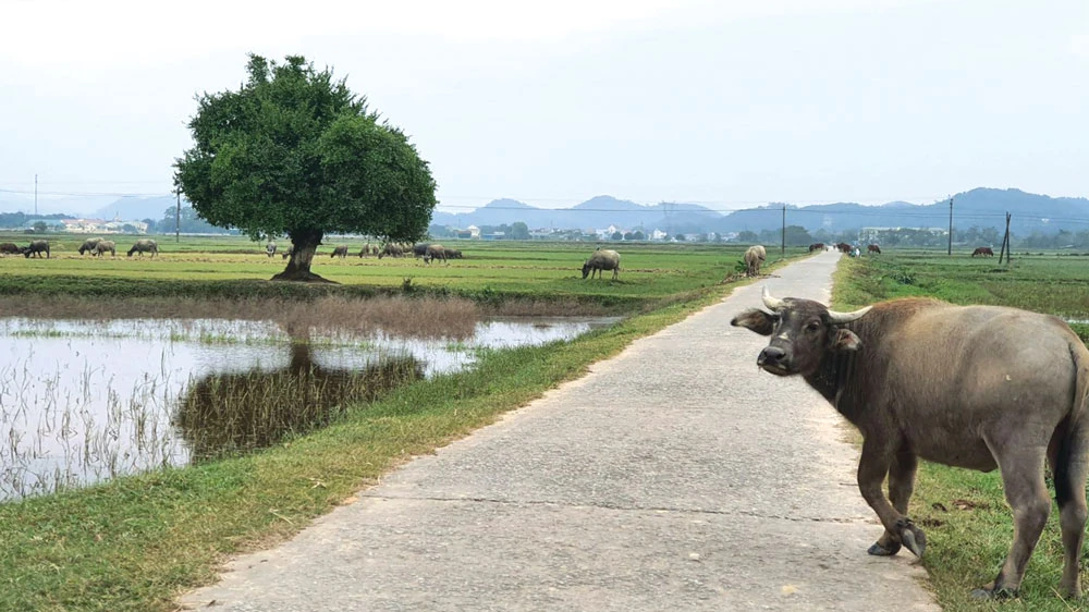 Lan man về... con trâu