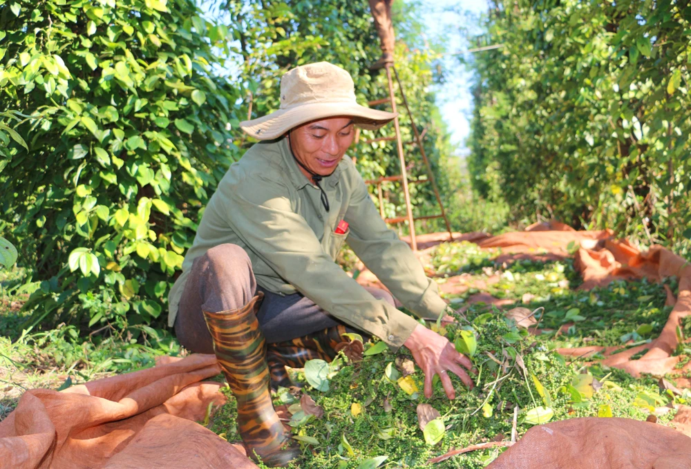 Người dân ở xã Ia Blang, huyện Chư Sê, tỉnh Gia Lai thu hoạch hồ tiêu vụ 2020-2021