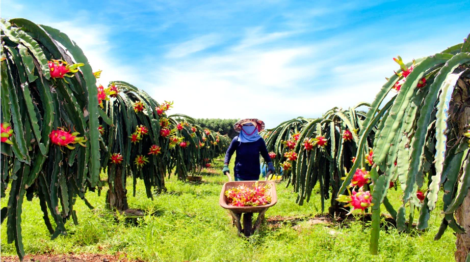 Thu hoạch thanh long ở xã Xuyên Mộc, huyện Xuyên Mộc (Bà Rịa - Vũng Tàu). Ảnh: VIẾT CHUNG